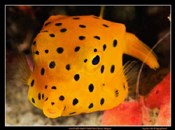 Juvenile Boxfish. This little guy was hiding under a ledg... by Kay Burn Lim 